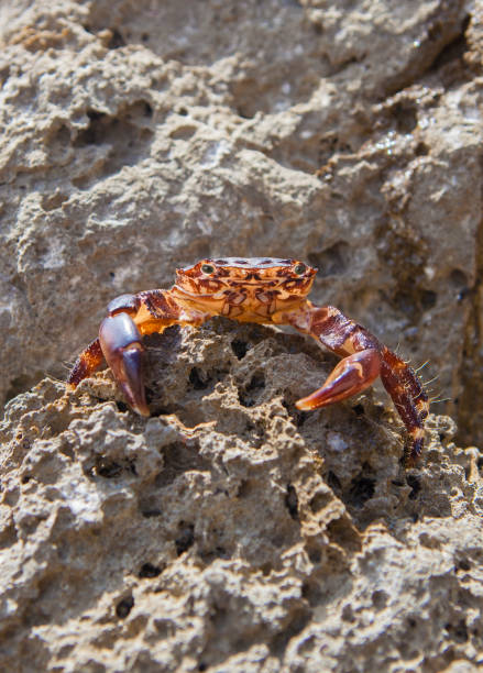 Marbled rock crab or pachygrapsus marmoratus. Magoito Coast, Portugal