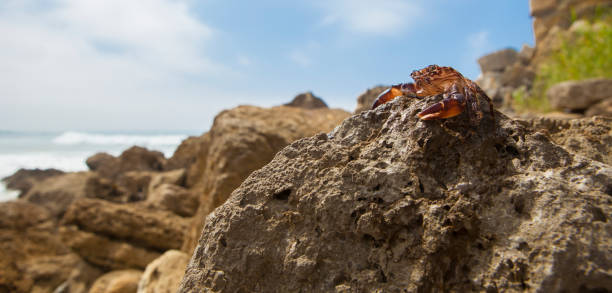 Marbled rock crab or pachygrapsus marmoratus. Magoito Coast, Portugal