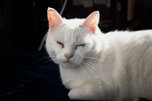 istock Sleepy white cat portrait photo 2166440622