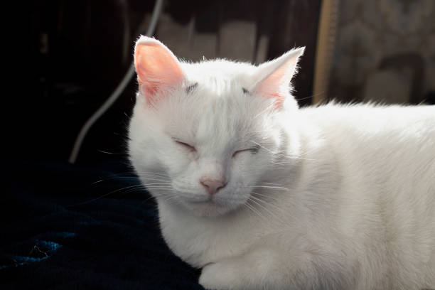 istock Sleepy white cat portrait photo 2166440623