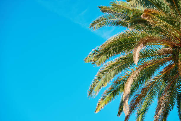 istock Upward View of Palm Tree with Spreading Fronds 2166441817