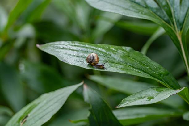 istock Small snail on wet green leaf in garden 2166441917