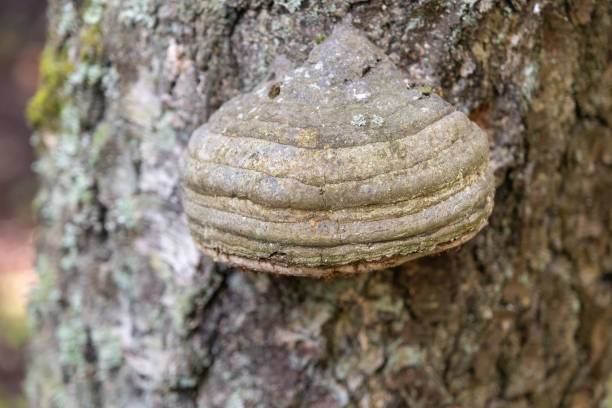 istock Close-up of polypore fungus growing on tree trunk 2166442069