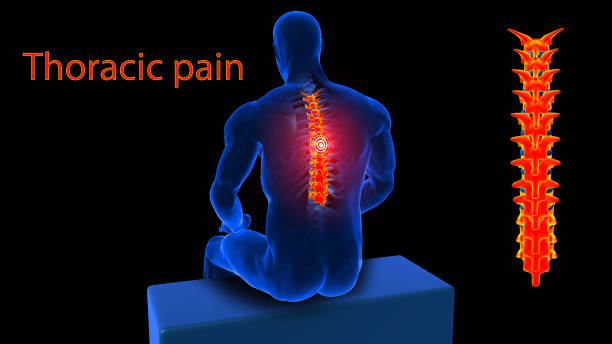 istock Human skeleton back pain anatomy for medical concept 3D rendering 2166442261