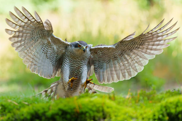 istock Northern goshawk flying in the forest 2166442958