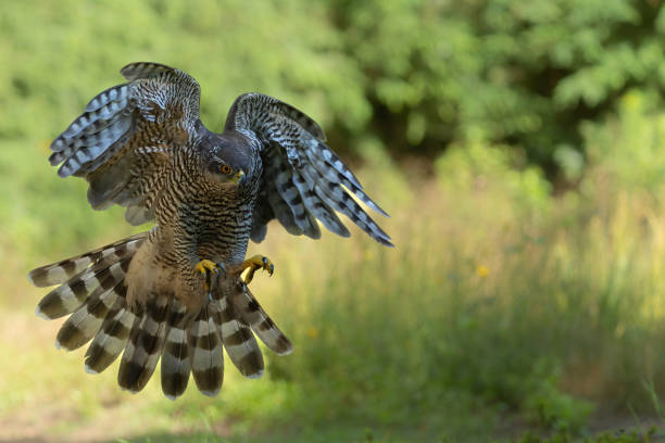 istock Northern goshawk flying in the forest 2166442961