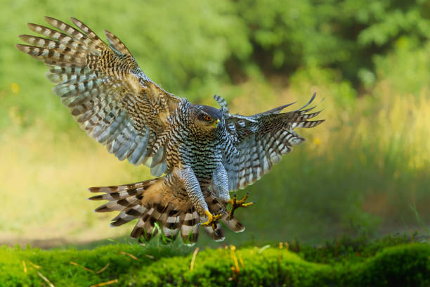 istock Northern goshawk flying in the forest 2166442963