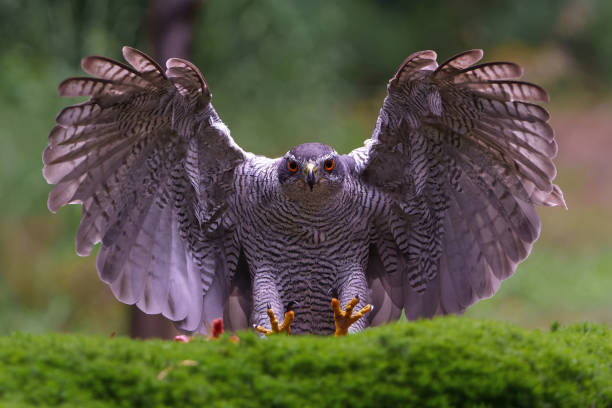 Northern goshawk flying in the forest