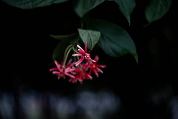 istock Quisqualis indica close-up. selective focus area,low focus depth 2166445065
