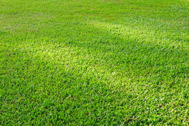 Green grass texture background, Abstract green lawn background with morning sunlight the soccer field and golf course concept