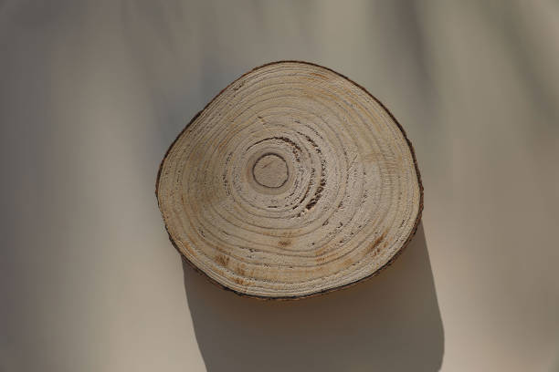 istock Slice tree trunk isolated on background. Wooden round cut board, chopping board on beige table background in sunlight. Natural serving tray, product display. Christmas, autumn still life, flat lay, top 2166446634
