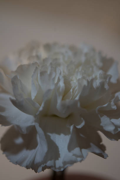 Carnation macro photograph indoors