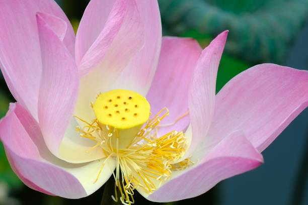 istock CloseUp Lotus stamen flower in a pond. 2166446777