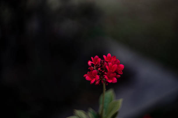 red tropical flowers close-up. selective focus area,low focus depth