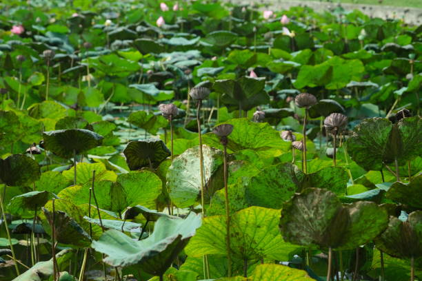 istock Lotus flower blooming in a pond. 2166447099