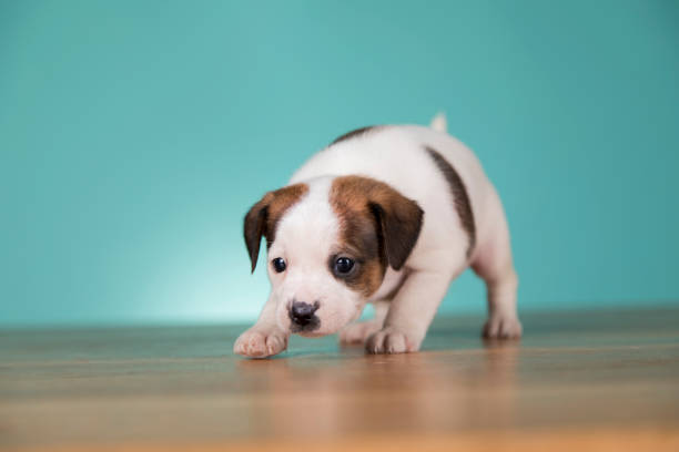 istock Pet, dog puppy animals concept 2166449434