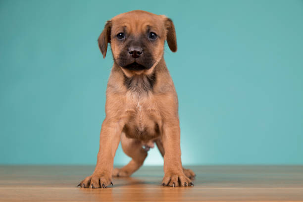Little puppy dogs, animals concept