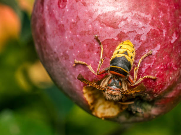 istock A hornet eating rotten apple 2166450624
