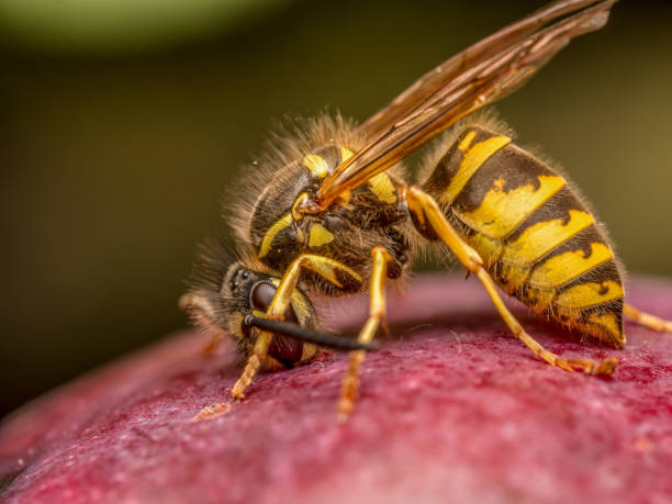 istock A wasp eating ripe apple 2166450674