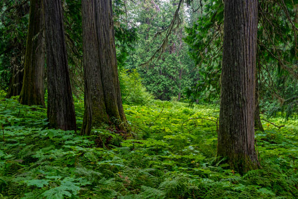 Ancient Forest, Canada Cedar trees and ferns inside the Ancient Forest located in the Fraser River Valley near Prince George, British Columbia, Canada. prince george photos stock pictures, royalty-free photos & images