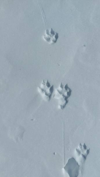fox prints in the snow covered mountains