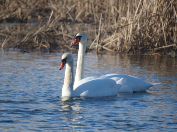istock Swans swim on the river 2166451465