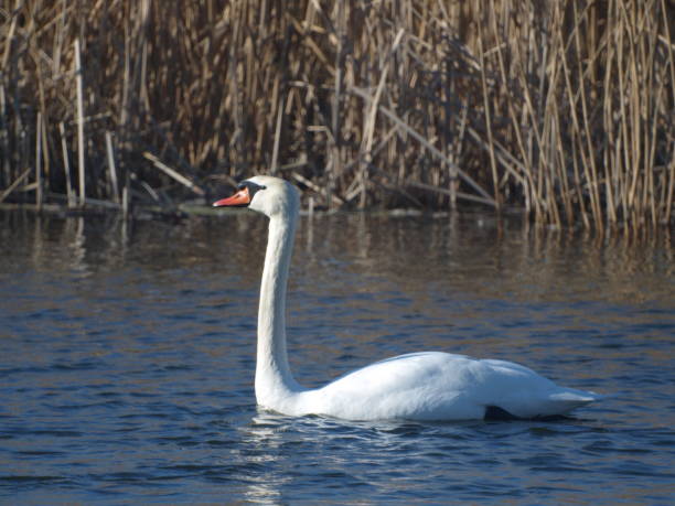 istock Swans swim on the river 2166451482