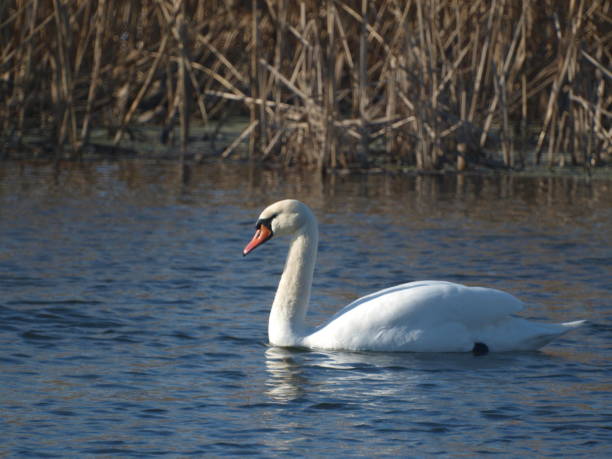 istock Swans swim on the river 2166451500