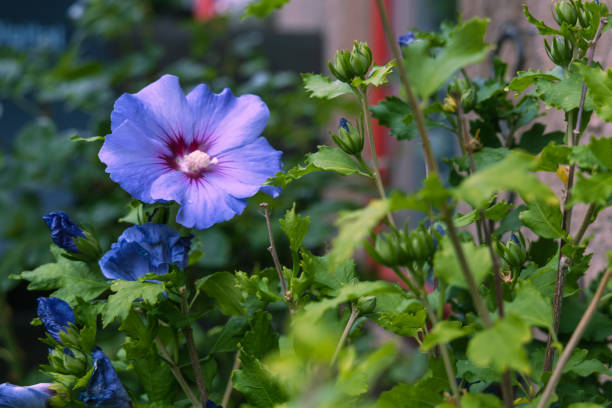 Beautiful hibiscus bush with blue flowers in the garden