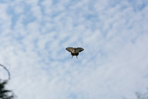 Swallowtail butterflies flying gracefully against the blue sky