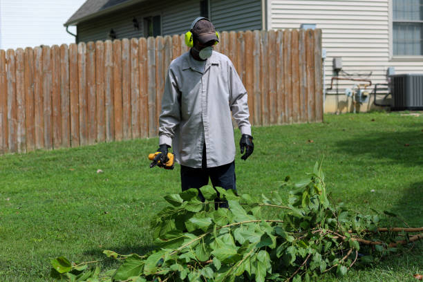 istock A portrait of a black man trimming a tree branch 2166453231
