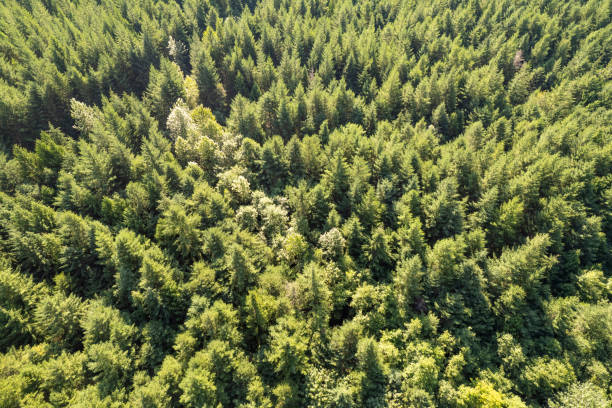 istock Aerial view of forest 2166454575