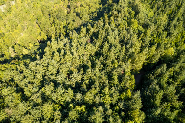 istock Aerial view of forest 2166454691