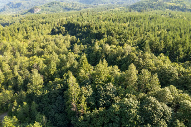 istock Aerial view of forest 2166454692