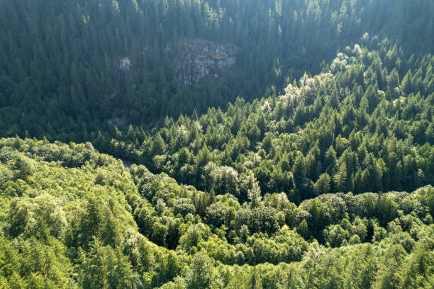 High angle view of forest and mountains, Coastal ranges, BC