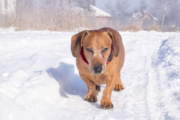 brown dachshund out in the nature walking in a good weather in the forest, lake