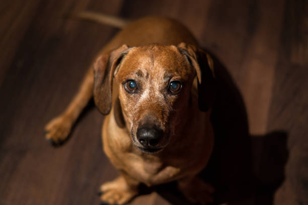 brown dachshund out in the nature walking in a good weather in the forest, lake