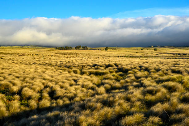 Landscape with lots of tufts of grass in the wind. Dramatic atmosphere in the evening in Big Island, Hawaii.