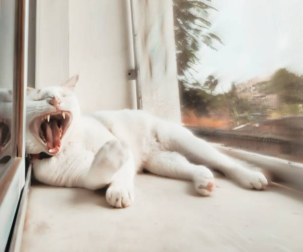 A cat is using its tongue to clean itself.
