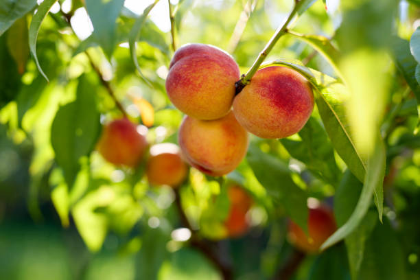 istock Branch of a peach tree with ripe fruit 2166460382