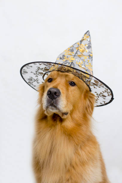 istock Golden retriever dog wearing a witch black hat on white background. 2166460388