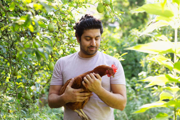 istock man holdinh one of his chicken 2166460819