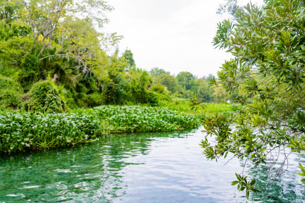 Ormond Beach, FL, USA, July 16, 2024: Landscape, a small pond surrounded by tropical plants and trees.