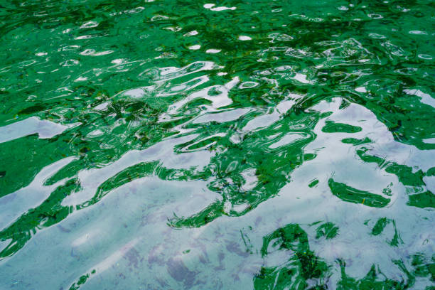 This is a photograph of the water surface of clear river water at Wekiva Springs State Park in Apopka, Florida on a summer day.