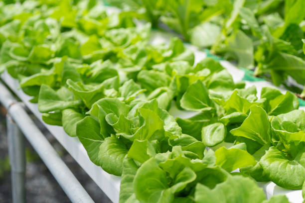 istock hydroponic salad farm grows leafy greens using a soilless system. Nutrient-rich water feeds the plants, ensuring faster growth and higher yields. The controlled environment produces fresh, clean, and sustainable produce year-round. 2166466656