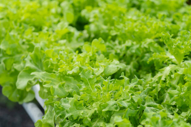 hydroponic salad farm grows leafy greens using a soilless system. Nutrient-rich water feeds the plants, ensuring faster growth and higher yields. The controlled environment produces fresh, clean, and sustainable produce year-round.