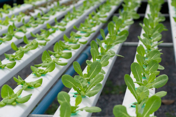 istock hydroponic salad farm grows leafy greens using a soilless system. Nutrient-rich water feeds the plants, ensuring faster growth and higher yields. The controlled environment produces fresh, clean, and sustainable produce year-round. 2166466683