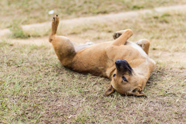istock thai stray dog in dry grass 2166468260