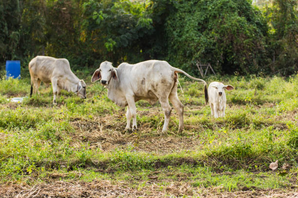 istock thai cow in field 2166468276