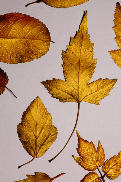 istock Collection of different golden leaves 2166469443